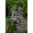 Sitting Bobcat Statue