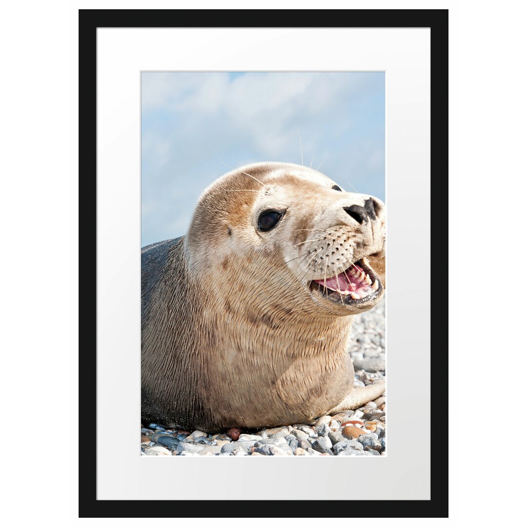 Gerahmtes Poster Süße Robbe auf Steinstrand