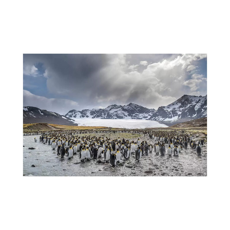 King Penguin Rookery in St. Andrews Bay. Adults Molting. South Georgia Island 1 Piece Wrapped Canvas Wall Art