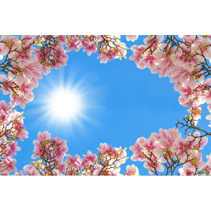 Magnolia In The Spring Sun - Wrapped Canvas Print, 30cm H x 46cm W x 3.8cm D