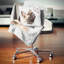 Drôle de chien français avec papillon - coussin imprimé animal-30746533-30746536