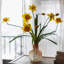Tige de jonquille-653070622