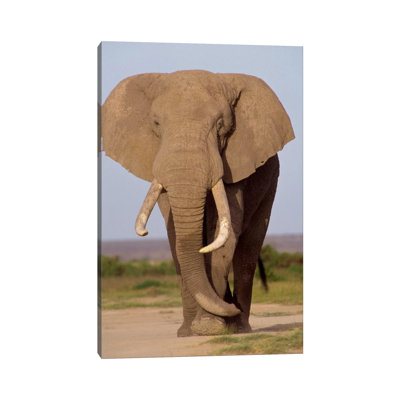 African Elephant Bull, Amboseli National Park, Kenya by Gerry Ellis - Wrapped Canvas Print