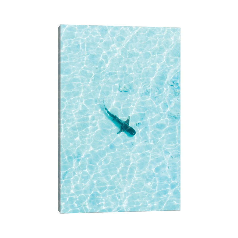 Shark In The Shallows by Jaxon Roberts - Wrapped Canvas Gallery-Wrapped Canvas Giclée, 20.32 cm H x 30.48 cm W