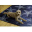 Kivett Blue/White Indoor/Outdoor Washable Rug-1010931776