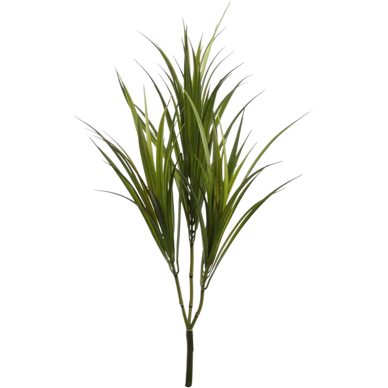 29 po Dracaena Marginata - paquet de 4