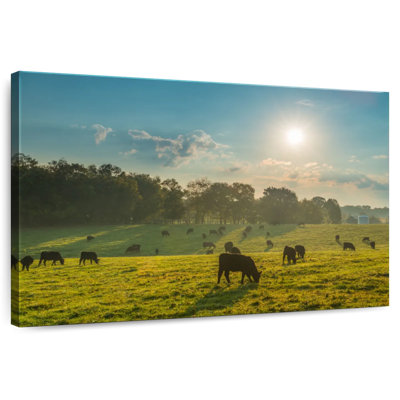 Crowle Cattle Graze