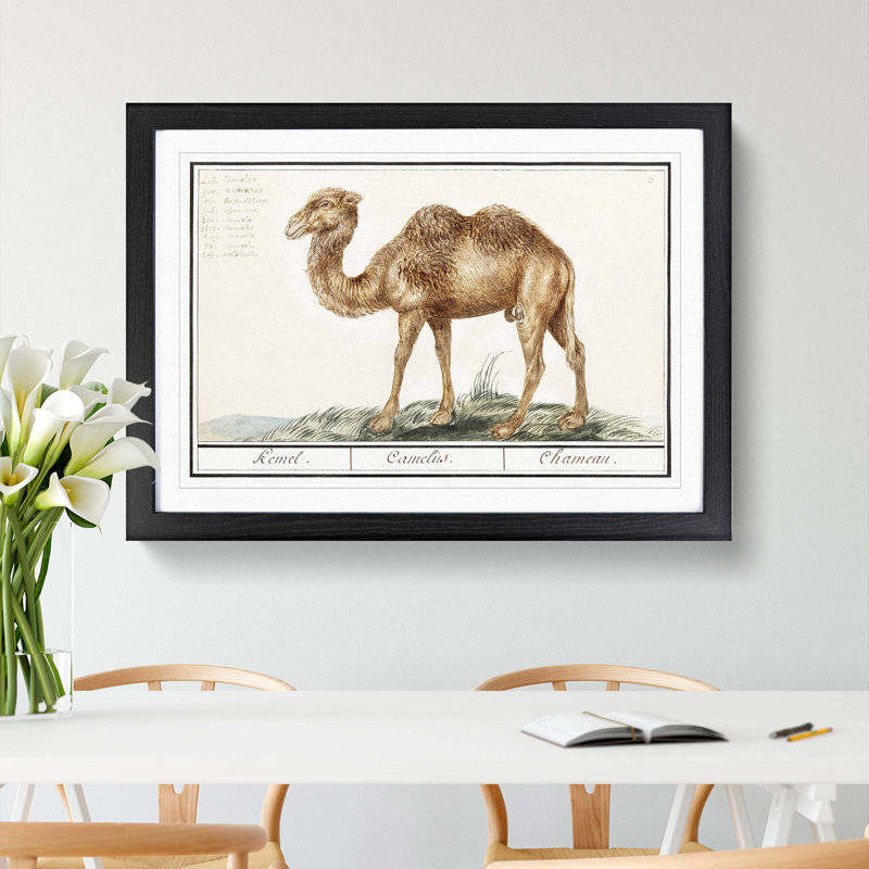 Camel by A.B. De Boodt - Picture Frame Painting Print, Black Framed, 36cm H x 48cm W x 2cm D