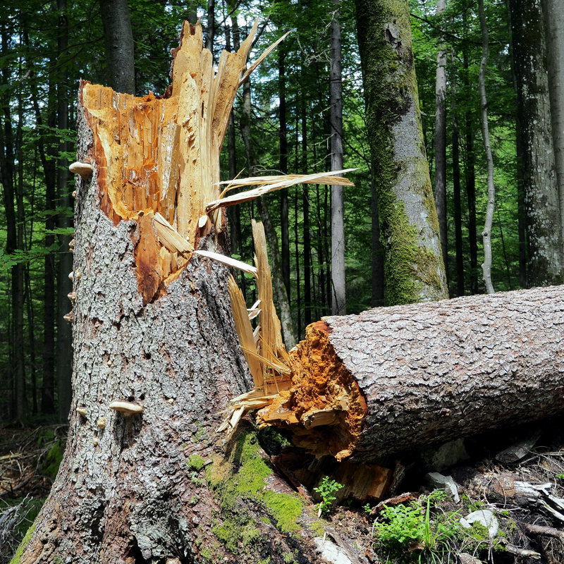 Broken Tree - Wrapped Canvas Print, 30cm H x 30cm W x 3.8cm D