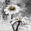 «Abstract Daisies Flowers - Livingroom Botanical», reproduction encadrée-135149007-135149000