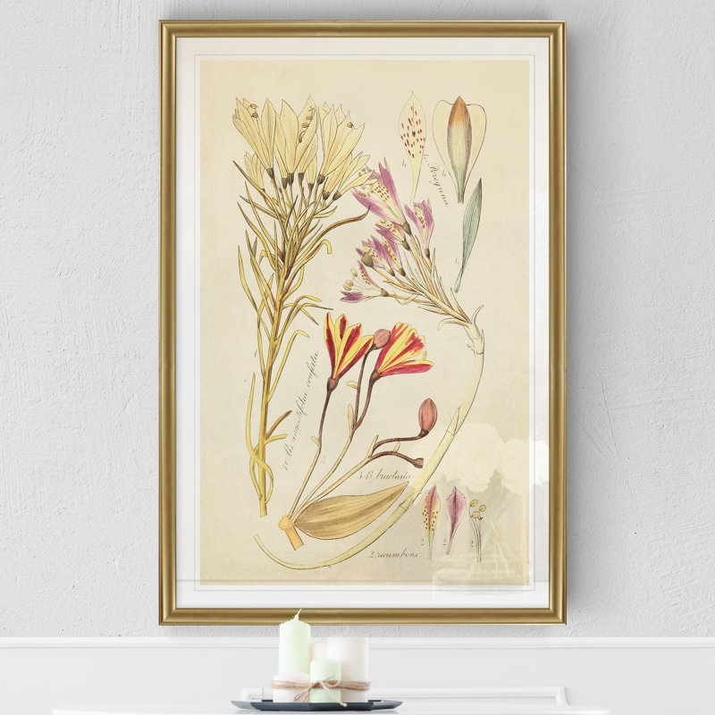 Reproduction botanique antique sur toile, H 22,5 po x l 30,5 po x P 1,5 po, Cadre doré