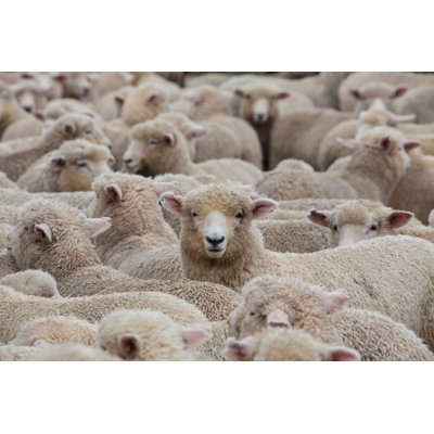 Sheep Herd by Clickhere