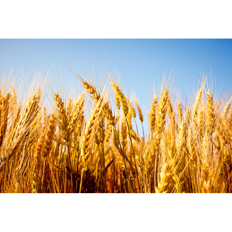 Wheat Field Under Clear Blue Sky by Zone Creative - Wrapped Canvas Print, 81cm H x 122cm W x 3.8cm D