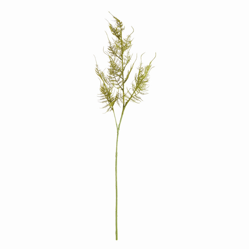 PLUMOSA TIGES, ENSEMBLE DE 6