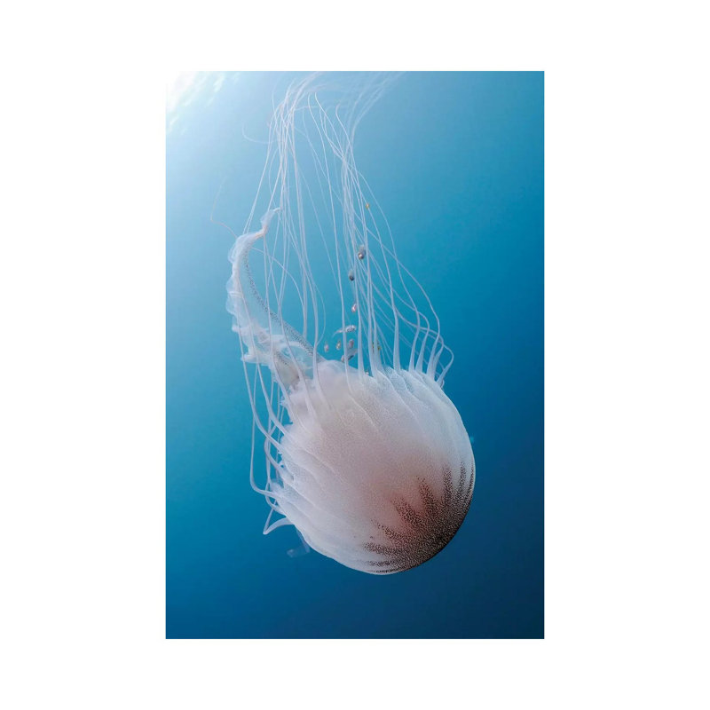 Sea Nettle Jellyfish In Atlantic Ocean II 1 Piece Wrapped Canvas Wall Art, 66.04 cm H  x 45.72 cm W