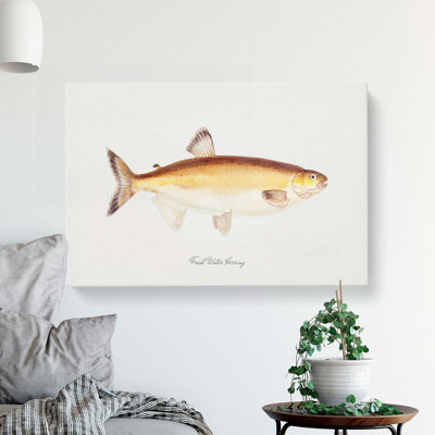 Illustration of a Freshwater Herring by F.E. Clarke - Wrapped Canvas