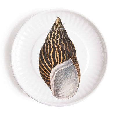 CONCH LG. Ensemble de 4 assiettes en papier