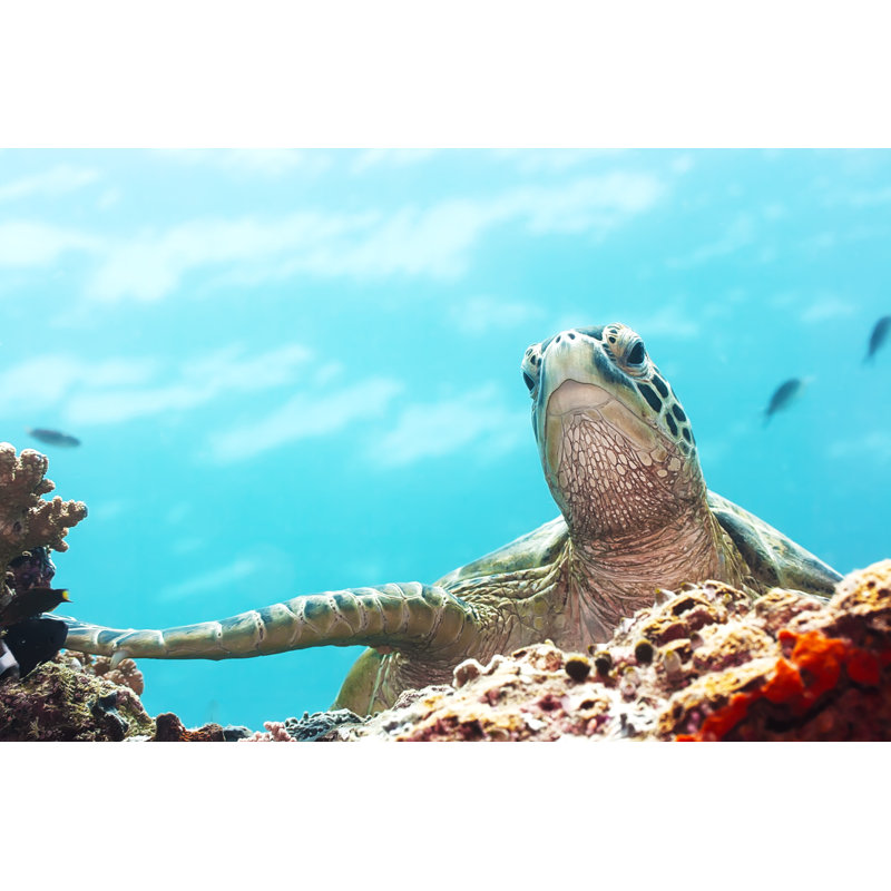 Close-up Of Sea Turtle by GoodOlga - Wrapped Canvas Print, 51cm H x 76cm W