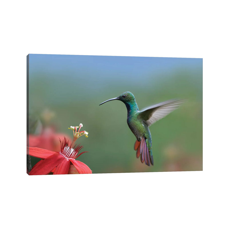 Green-Breasted Mango Hummingbird Male Foraging, Costa Rica by Tim Fitzharris - Wrapped Canvas Print