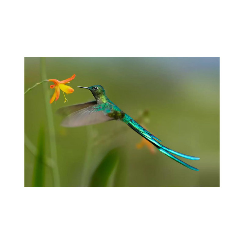 Long-Tailed Sylph Feeding on Flower Nectar, Jurong Bird Park, Singapore 1 Piece Wrapped Canvas Wall Art