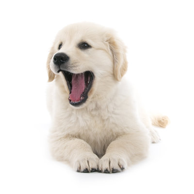 Golden Retriever Cream Puppy by Dietermeyrl