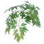 Arbre de direction en pot ming aralia sapin