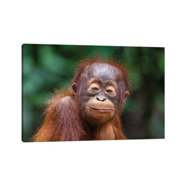Orangutan Baby Smiling Closed Eyes On Canvas by Mogens Trolle Print