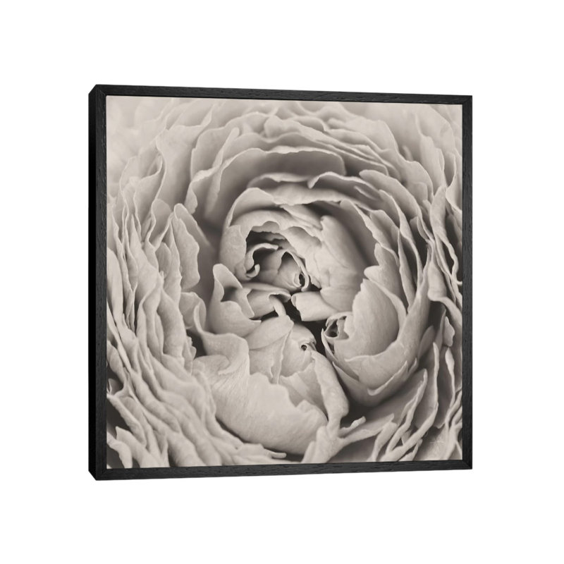 BW Peony by Aledanda - Print on Canvas, 66.04 cm H x 66.04 cm W, Black Framed