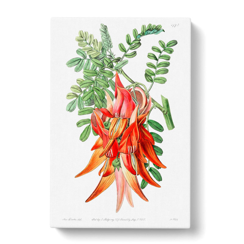 Orange Clianthus Flowers - Wrapped Canvas, 60cm H x 40cm W x 3cm D