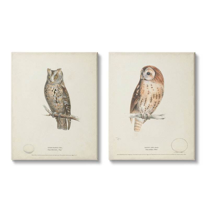 Owl Breeds, H 20 po x l 32 po x P 1,5 po