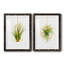 «Hanging Airplant II», ensemble de 2 impressions-446387506-487734114