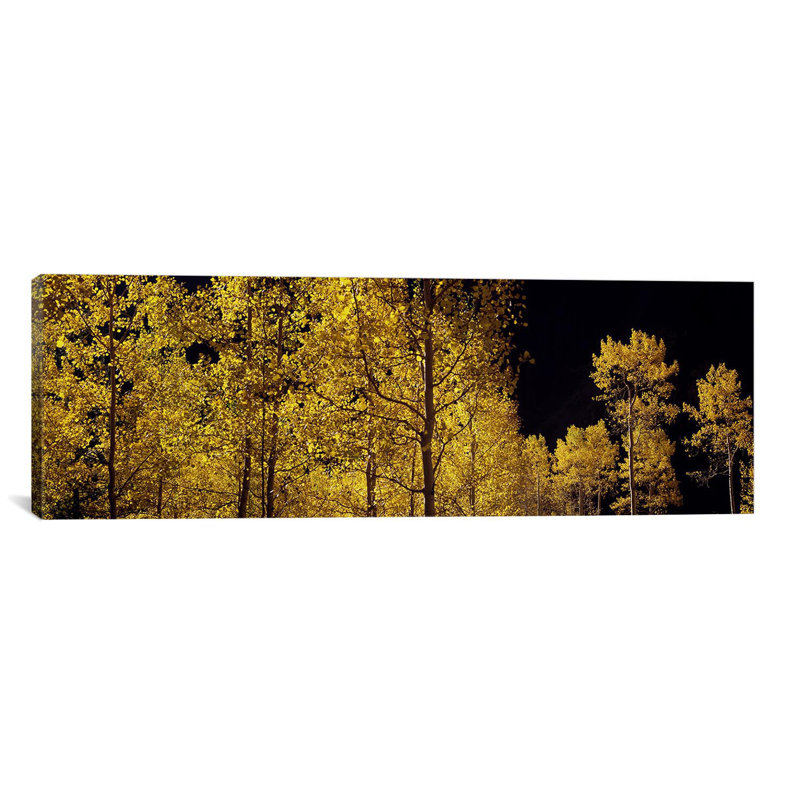 Aspen d’automne, colorado, états-unis-reproduction sur toile tendue, H 24 po x l 72 po x P 1,5 po