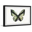 Vert forêt-papillon-impression sur papier-62471575