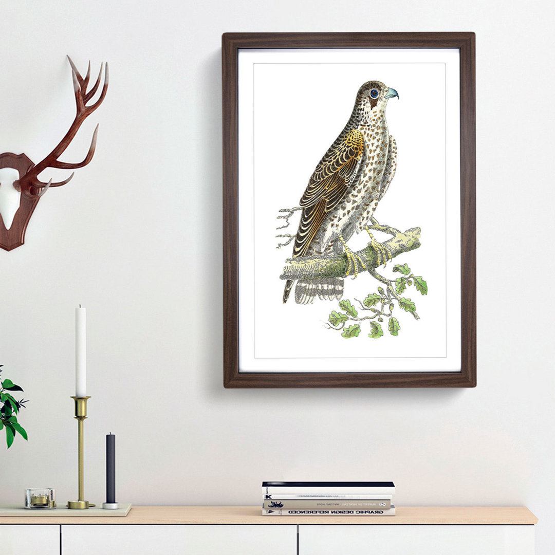 Brown Falcon by George Shaw - Framed Print