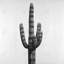 Grande toile encadrée florale blanche à gros cactus | Décoration intérieure
