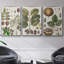 Ensemble de 3 cadres photo sur toile Antique Foliage and Fruit VI-97759110-97759111