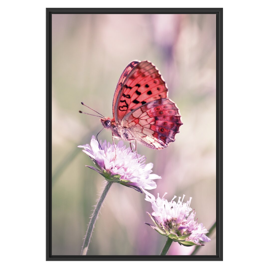 Gerahmtes Wandbild Bezaubernder Schmetterling