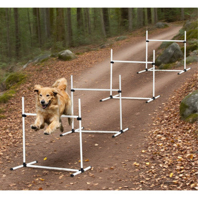 Équipement de dressage pour chien