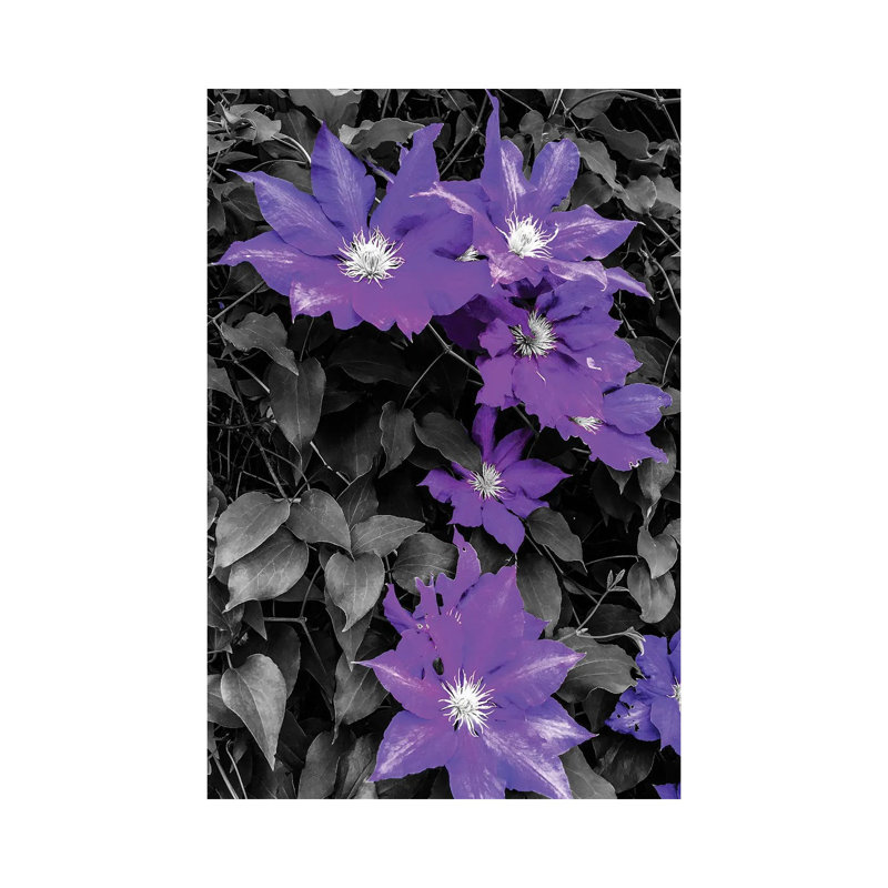 Purple And Grey Clematis by Heidi Bannon - Wrapped Canvas Print, 30.48cm H x 20.32cm W x 1.905cm D