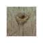 Nest II Print by Sarah Atkinson-26948036-26948037