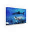 «Swim with Tiger Shark», art sur toile-31980634