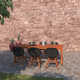 Anautica 85'' Rectangular 6 - Person Outdoor Dining Set