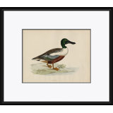 Duck Series: Shoveler Giclee Print by Paul Cezanne