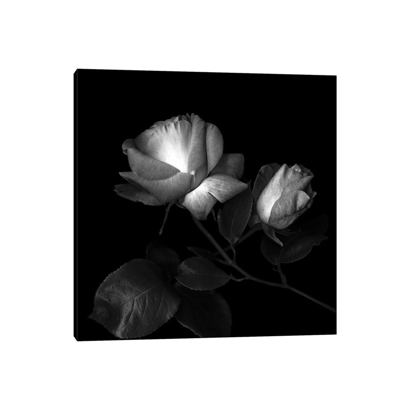 Two Roses Two Tones, B&W by Magda Indigo - Wrapped Canvas Print, 30.48 cm H x 30.48 cm W