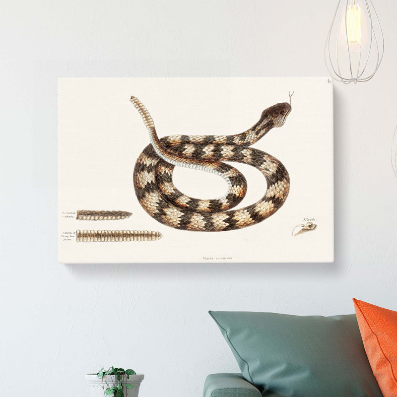 Rattlesnake by Mark Catesby - Wrapped Canvas, 35cm H x 50cm W x 3cm D