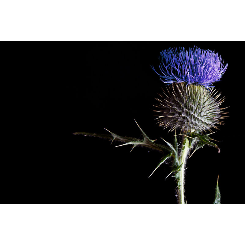 Blue Scottish Thistle Close Up by Wink_Photo_Shoots - No Frame Print, 30cm H x 46cm W x 3.8cm D