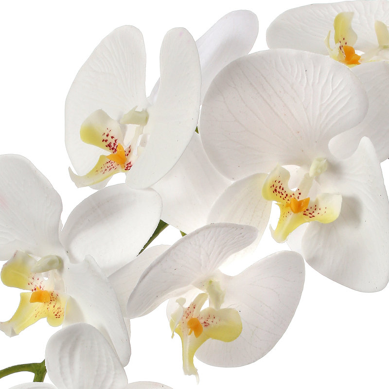 Phalaenopsis 27 po Natural Touch 