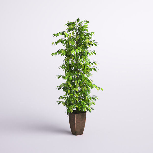 https://assets.wfcdn.com/im/48058333/resize-h600-w600%5Ecompr-r85/2581/258192977/96%27%27+Faux+Ficus+Tree+in+Metal+Planter.jpg