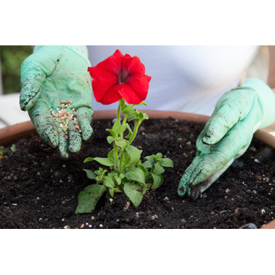 Fertilizing Petunia Flower - Wrapped Canvas Print