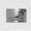 "Pivoine translucide VBW" par Debra Van Swearingen-1020967679